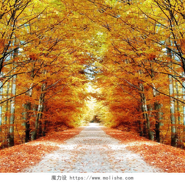 自然风景秋天森林里的落叶道路风景图